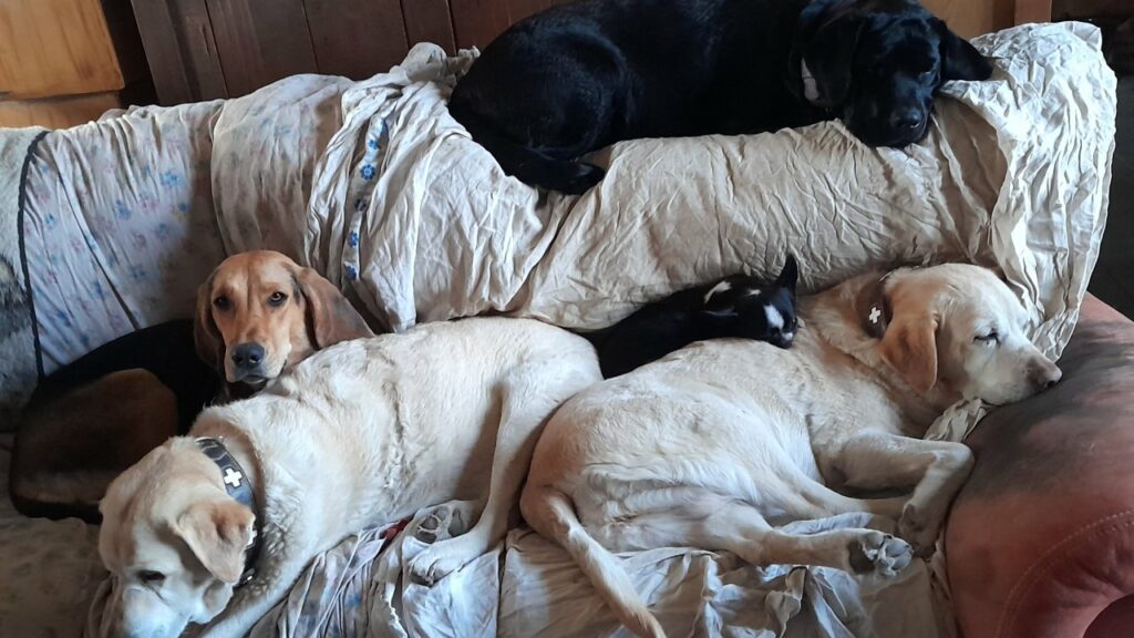 après la promenade de chiens collective, vers Moret Loing et Orvanne, Prune, Riven, Gala, Lola et Elie dans le canapé