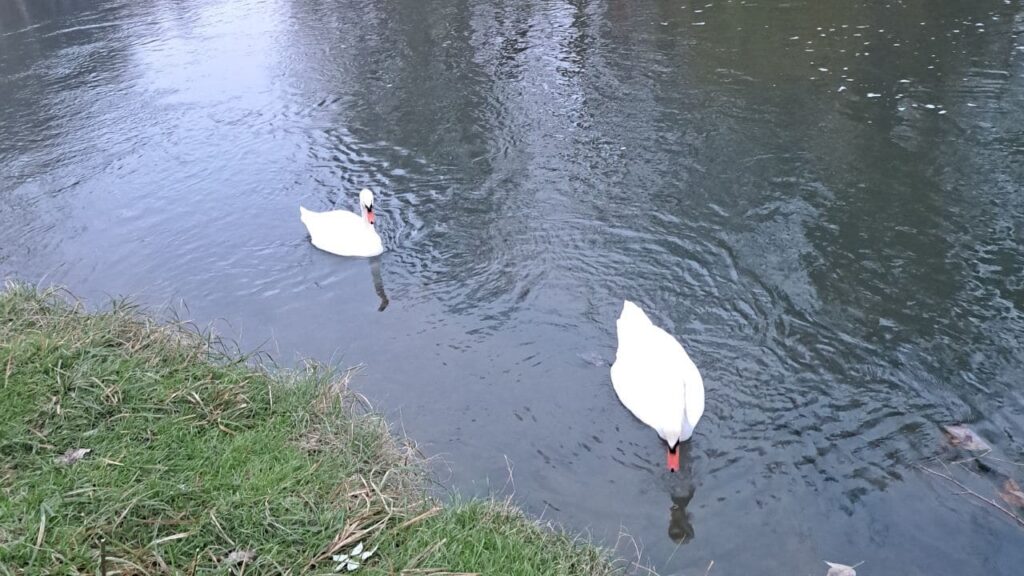 lors de la promenade de chiens collective à Moret Loing et Orvanne, deux cygnes de promènent au bord du Loing