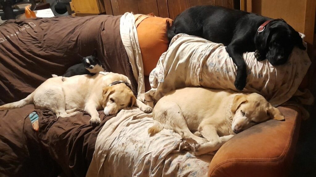 Apres la promenade de chiens collective vers Moret Loing et Orvanne, repos bien mérité de prune, orphée, Gala et Lola