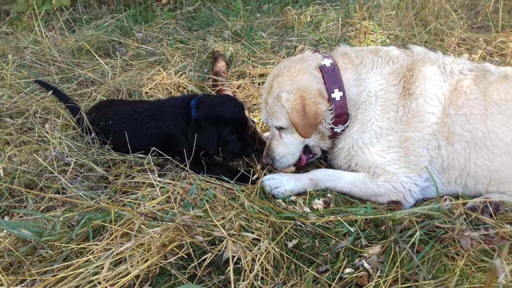 Pendant la promenade de chiens en groupe, un bâton les a attirées