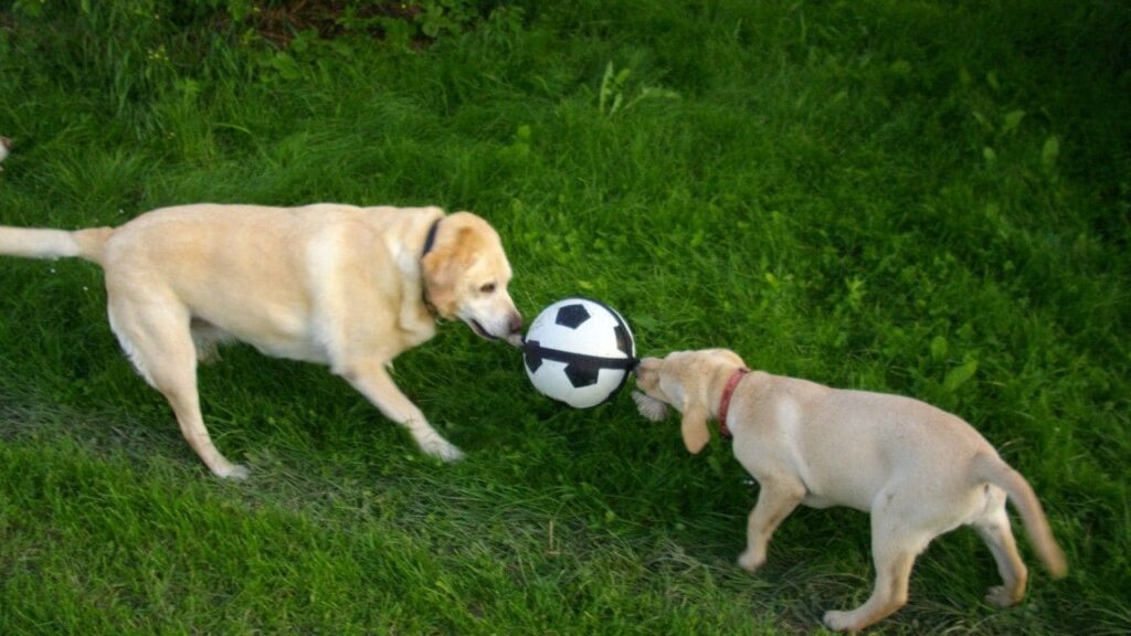 pendant la promenade canine en groupe vers Fontainebleau, le jeu est vital