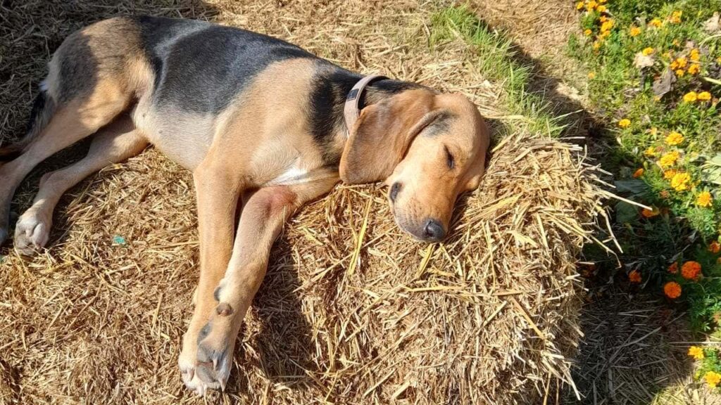 faire promener son chien vers Moret Loing et Orvanne, c'est aussi prévoir un gros dodo après