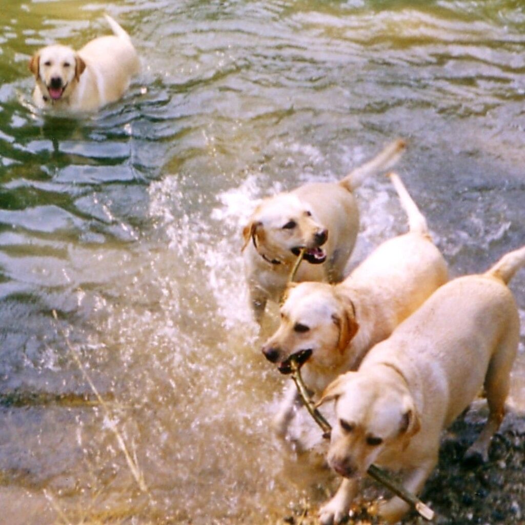 promenade de chiens et jeu collectif dans le Loing, vers Fontainebleau