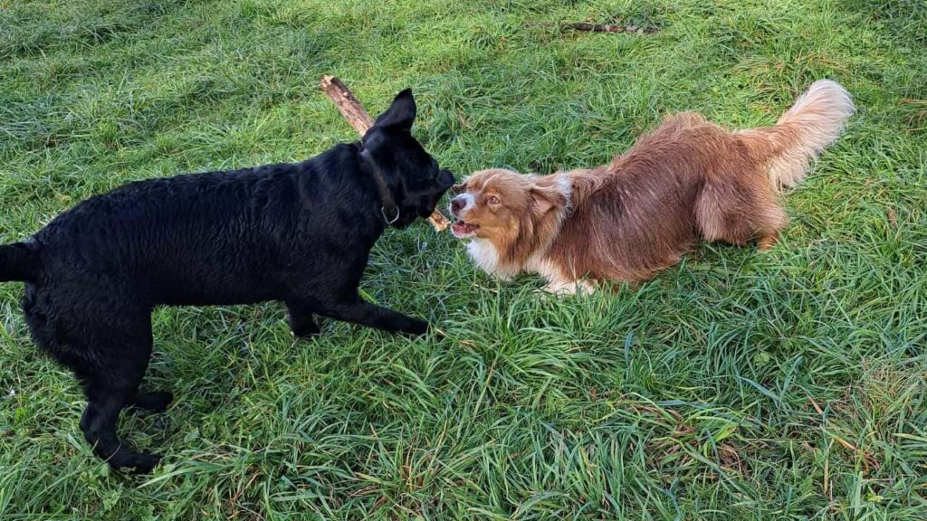 lors de nos promenades de chiens en groupe, à Moret Loing et Orvanne, Sammy et Prune luttent pour le même bâton, le jeu est intense