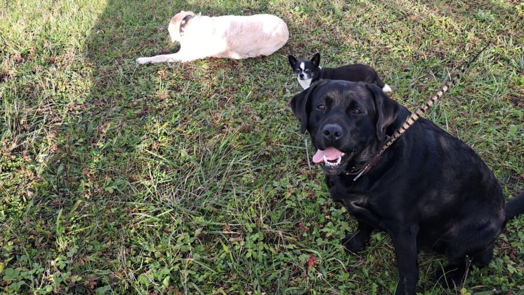 faire promener son chien en groupe vers Fontainebleau, c'est l'encourager à faire des rencontre