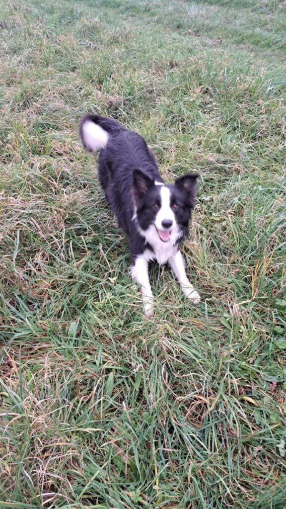 au cours de la promenade de chiens collective, à Moret Loing et Orvanne, Snow prêt à bondir pour attraper le bâton