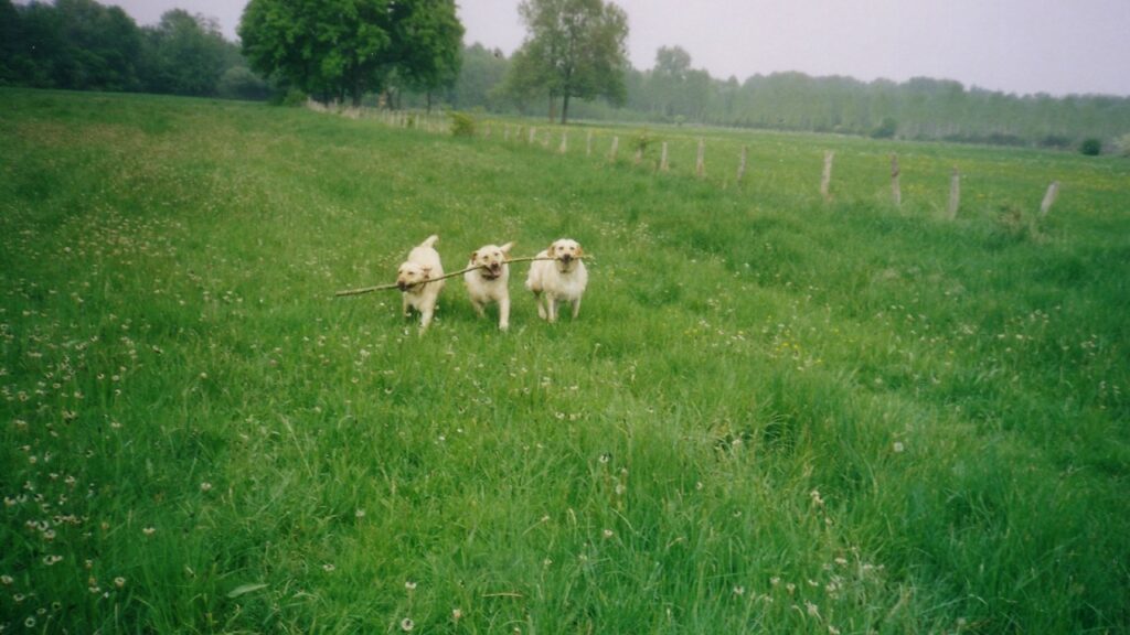 Pour faire une promenade de chiens collective réussie vers moret loing et Orvanne, il faut Orphée, Rintie et Rimelle , qui luttent pour le même bâton