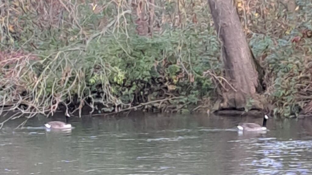 lors de la promenade de chiens collective vers moret loing et Orvanne, on croise des oies bernaches tranquilles sur le Loing