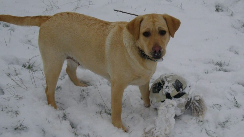 Faire promener son chien dans la neige, vers Fontainebleau, Elie attend ses potes qui arrivent