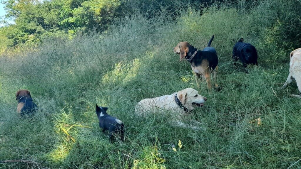 faire promener son chien en groupe aux environs de Moret Loing et Orvanne, c'est aussi faire une pause