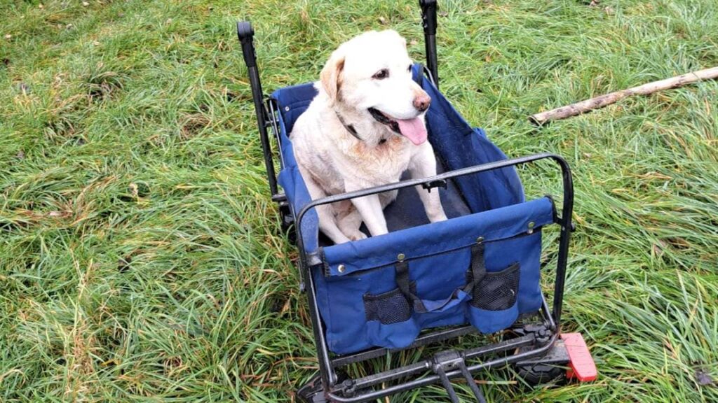 Pour faire promener son chien âgé, vers Moret Loing et Orvanne, avec des plus jeunes, il faut prévoir un chariot