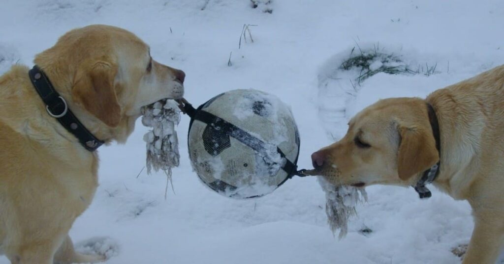 jeu collective lors d'une promenade de chiens collective vers Fontainebleau, dans la neige