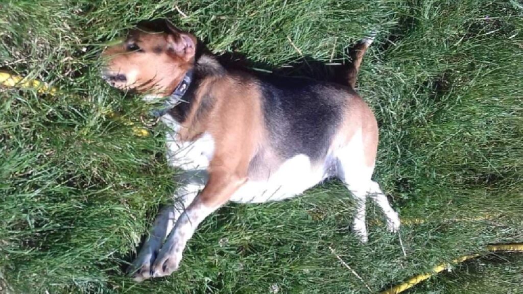 après la promenade de chiens en groupe vers Fontainebleau, l'heure est à la détente au soleil