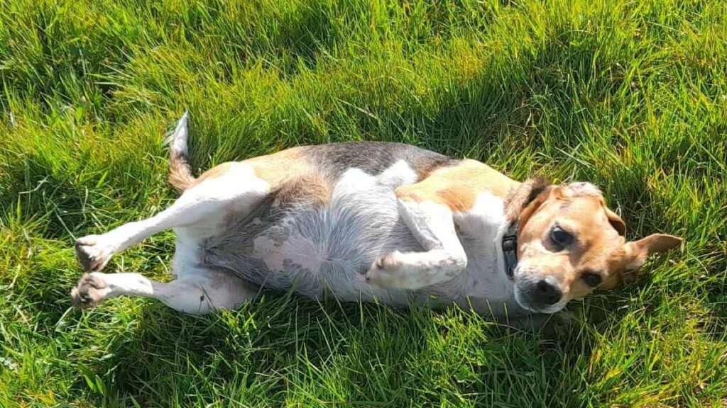 promener son chien vers Fontainebleau c'est prévoir qu'il se roule dans l'herbe