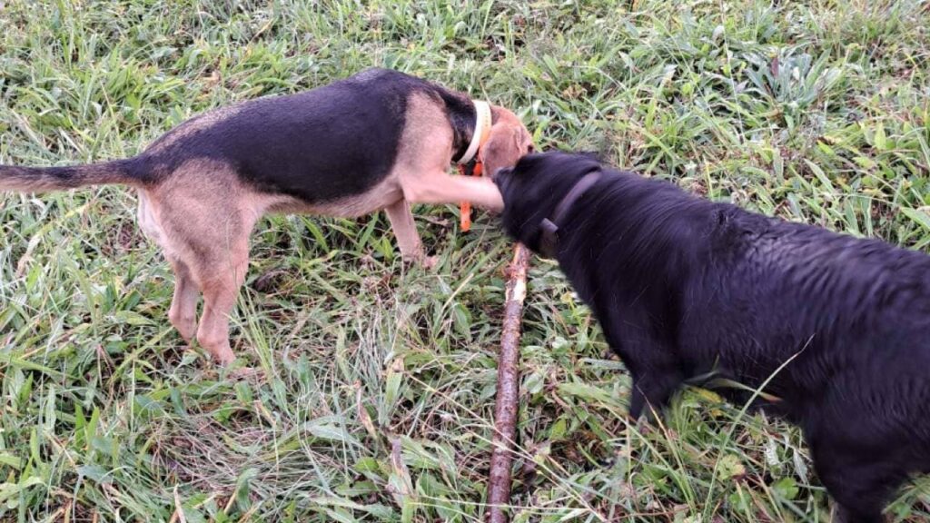 pour faire promener son chien vers fontainebleau, avec bienveillance, il faut juste un bâton et le jeu commence entre prune et Riven