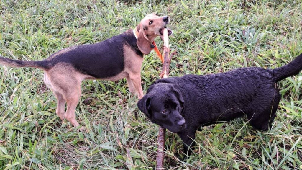 au cours de nos promenades de chiens collective , vers Moret Loing et Orvanne, un chien croise un bâton et le jeu continue entre prune et Riven