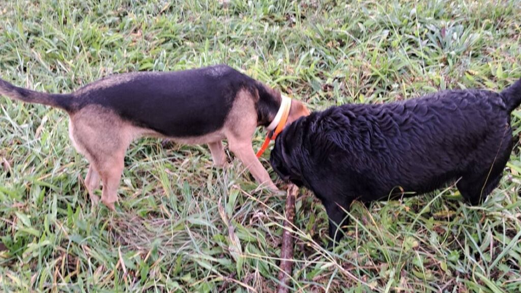 en se promenant en groupe , un chien croise un bâton et le jeu persiste