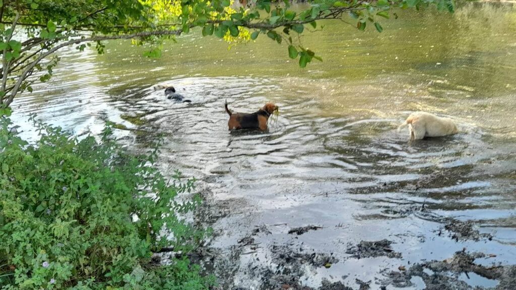 promener son chien vers Fontainebleau, c'est lui offrir une baignade collective et jeu variés au bord du Loing avec des potes