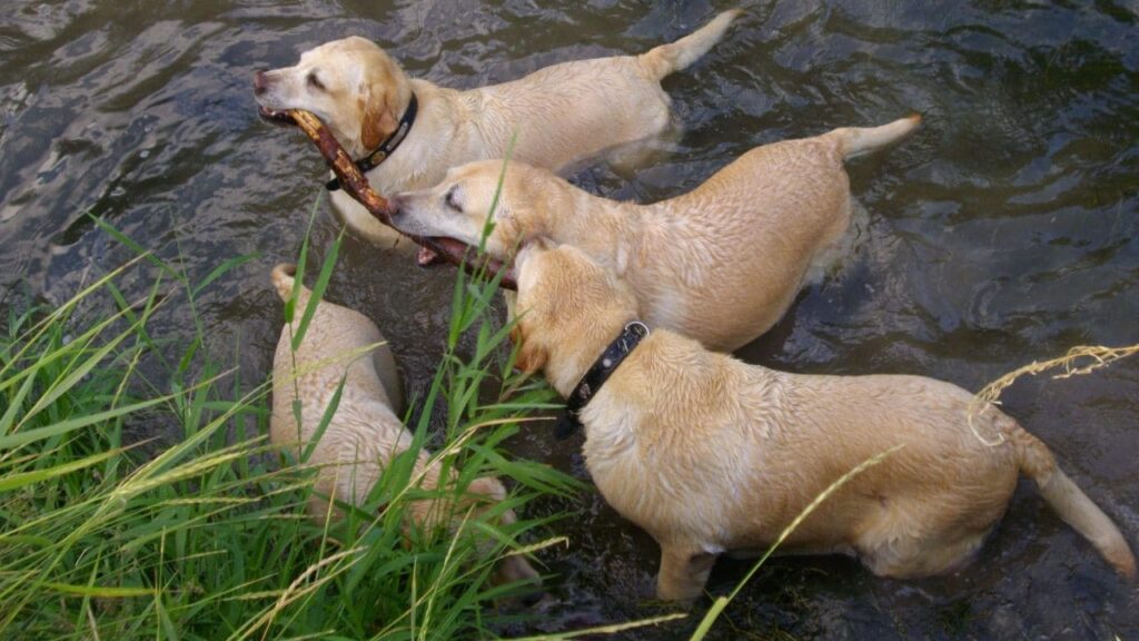 baignade de chiens collective vers Fontainebleau