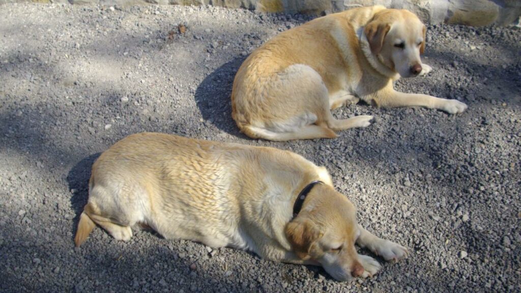 après la promenade de chiens collective, vers Fontainebleau, séchage au soleil