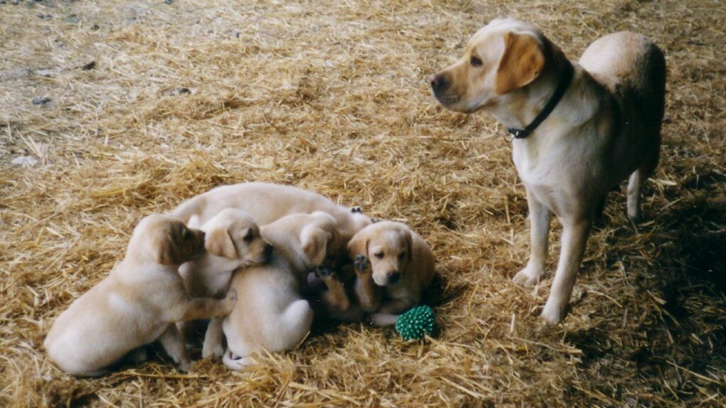 Début des promenades canine en groupe, vers Moret Loing et Orvanne, avec Orphée et ses petits chiots