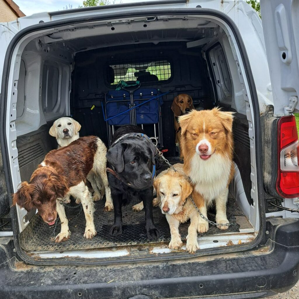 prêts pour faire une ballade de chiens collective, aux alentours de Fontainebleau et Moret Loing et Orvanne, ils attachés en sécurité dans la voiture