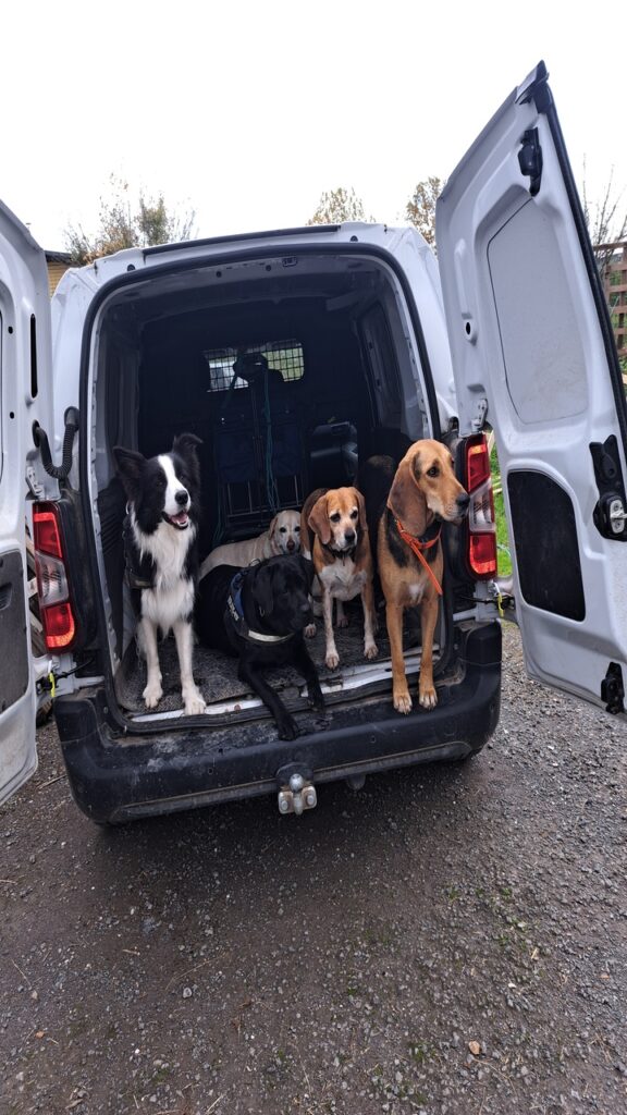 véhicule pour pouvoir faire des ballades de chiens en groupe, à Moret Loing et Orvanne, ils sont prêts à partir