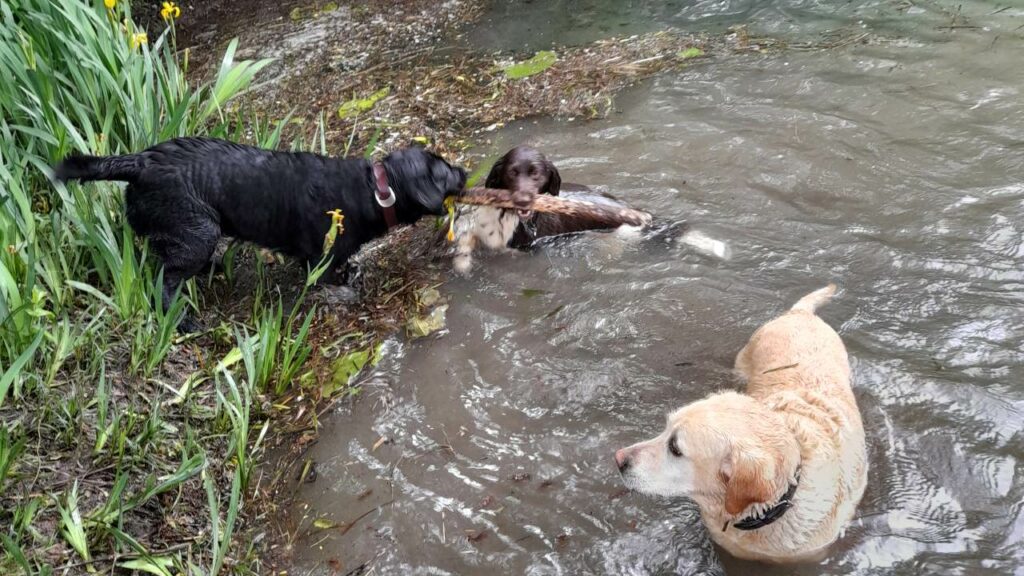 faire promener son chien vers Fontainebleau, c'est lui offrir un jeu collectif au bord de l'étang avec Mila et Prune