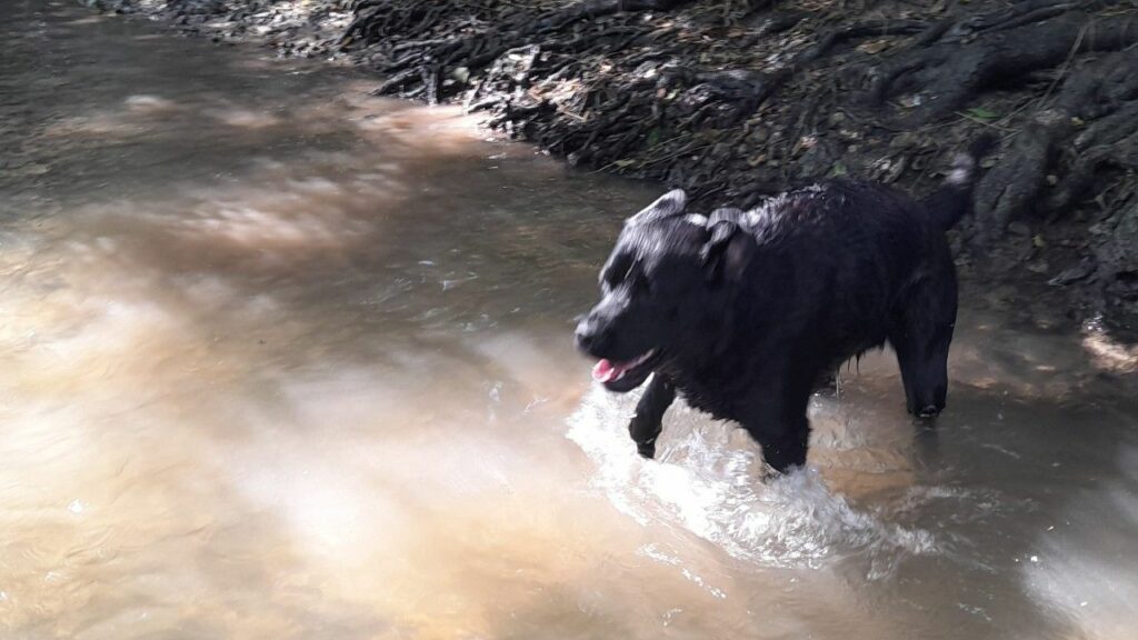 pendant la sortie de chiens collective vers Fontainebleau, Prune s'éclate dans le Loing