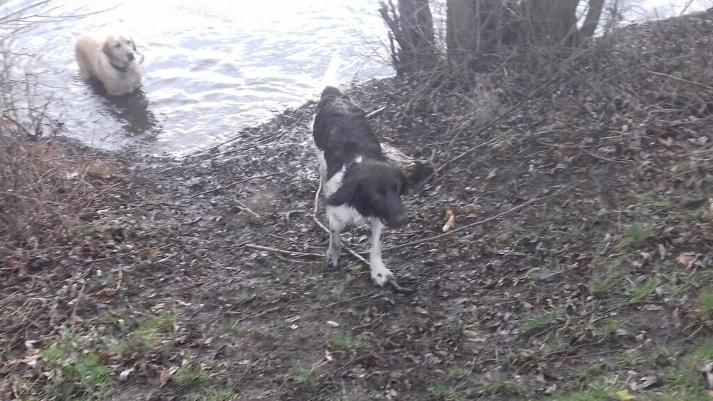 lors de la promenade de chiens collective vers Fontainebleau, fauvette et Mila en profite pour se baigner