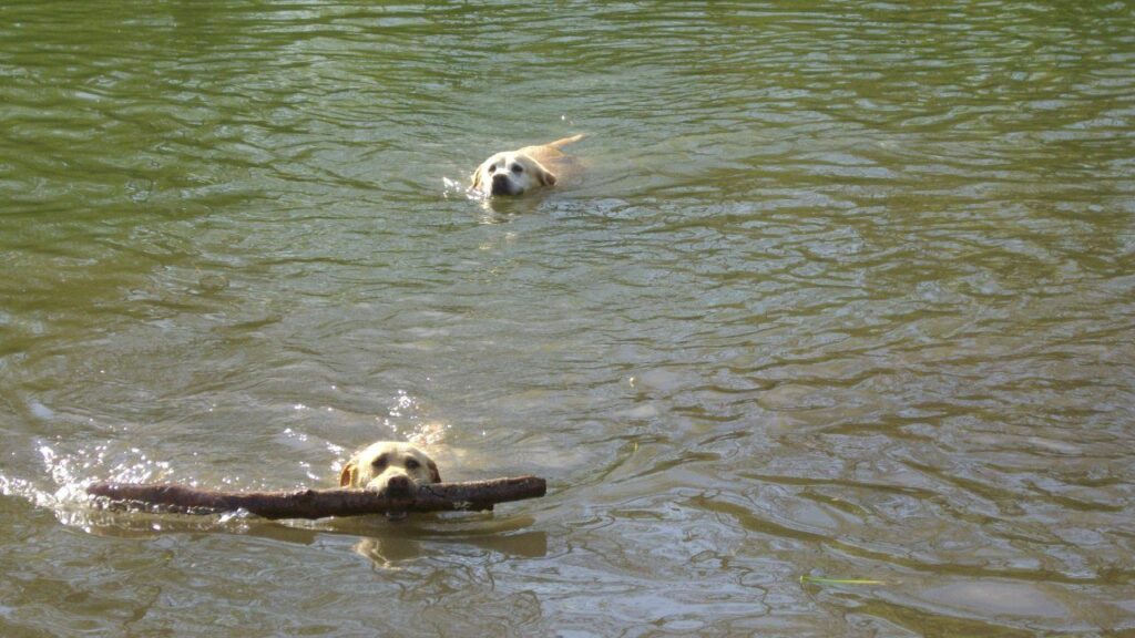 faire une promenade de chiens collective, vers Moret Loing et orvanne c'est lui offrir une baignade collective, Elie a gagné le bâton