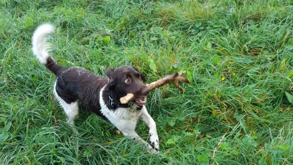 pour faire promenade de chiens collective vers Moret Loing et Orvanne collective réussie, Mila surveille ses adversaires pour conserver le bâton