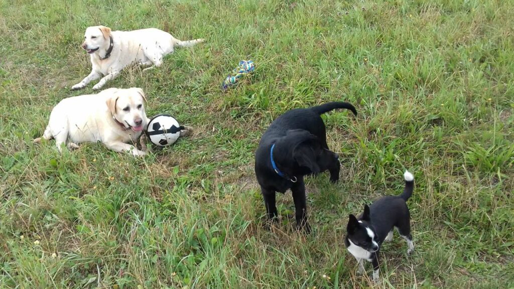 lors de la promenade de chiens en groupe vers Fontainebleau, jeu entre Gala, Elie et son ballon, Prune et Lola