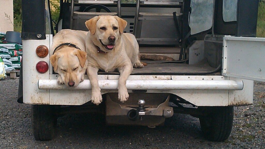 prêtes pour faire une ballade de chiens collective aux environs de Moret Loing et Orvanne, Elie et Gala attendent les autres