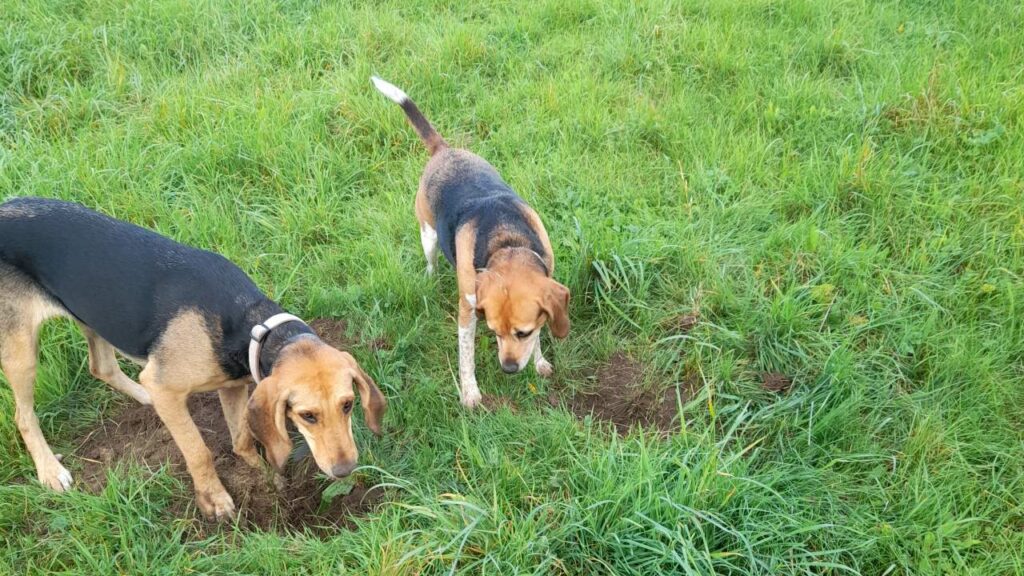 au cours des promenades de chiens, certains chiens creusent