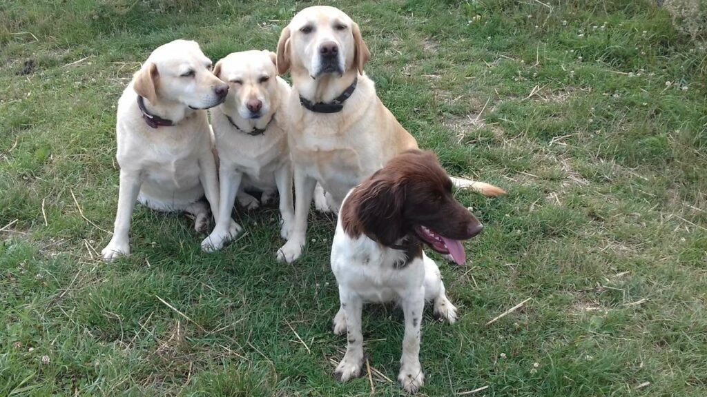 promener son chien vers Moret Loing et Orvanne, c'est aussi faire une pause