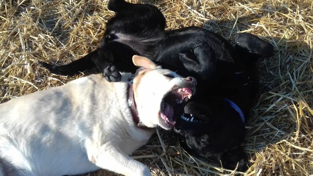 pendant la promenade de chiens collective, aux environs de Fontainebleau, jeu entre Elie et Prune