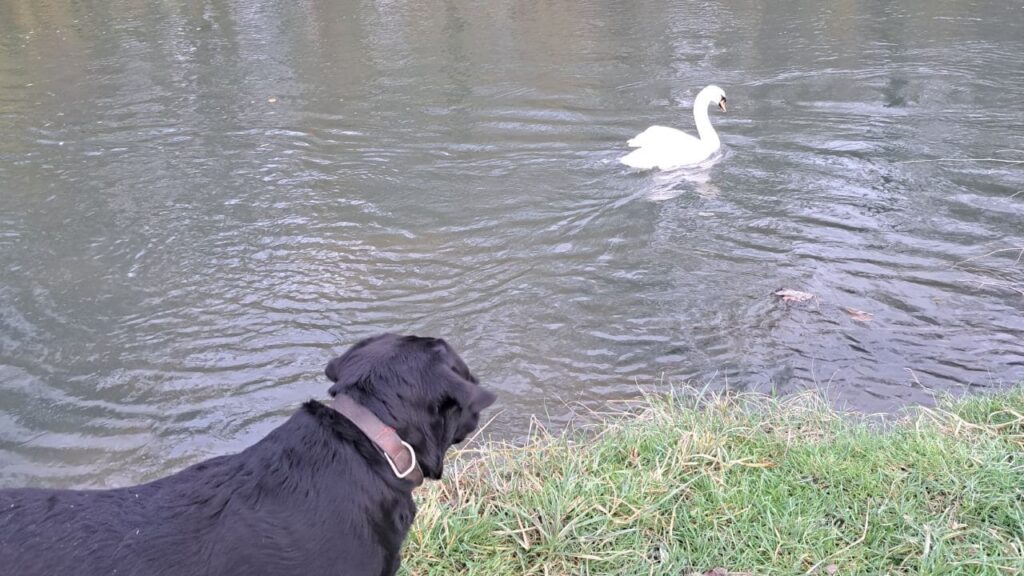 lors de la ballade de chien en groupe à Moret Loing et Orvanne, Prune rencontre un cygne