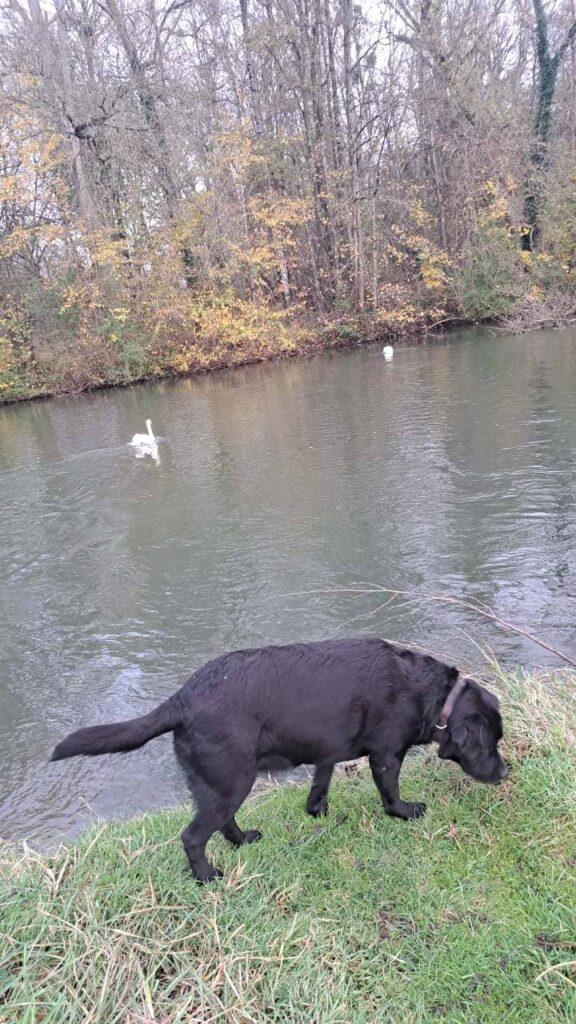 lors de la promenade de chiens collective à Moret Loing et Orvanne, Prune rencontre deux cygnes