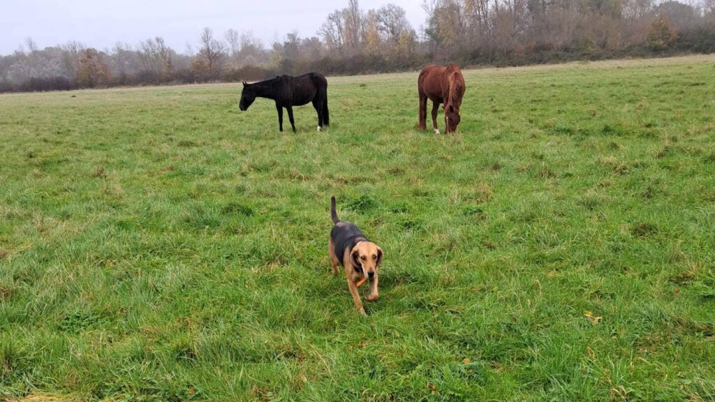 Riven, en promenade canine collective vers Fontainebleau, croise des chevaux