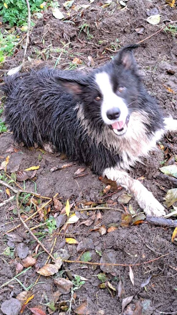 lors de la promenade de chiens en groupe vers Moret Loing et Orvanne, Snow a trouvé un peu de boue pour se rouler dedans