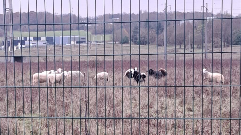 moutons rencontrés lors de notre promenade de chiens collective