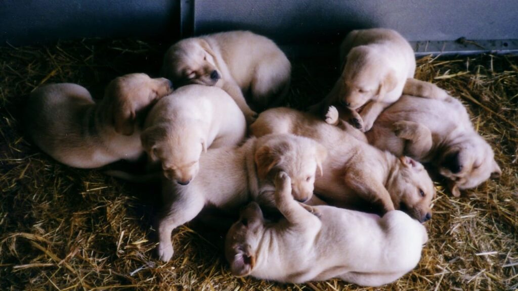 huit chiots, un mois