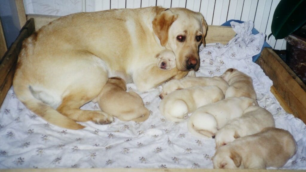 Orphée et ses huit chiots