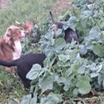 Maladie de Lyme chez le chien : tiques, symptômes et prévention