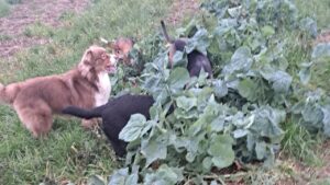 Lire la suite à propos de l’article Maladie de Lyme chez le chien : tiques, symptômes et prévention