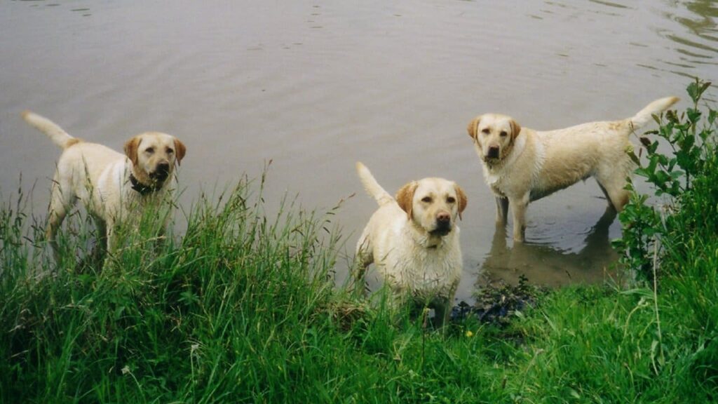 lors de mes promenades de chien collectives aux environs de Moret Loing et Orvanne et aux alentours de Fontainebleau, Orphée avec Rintie et Rimelle