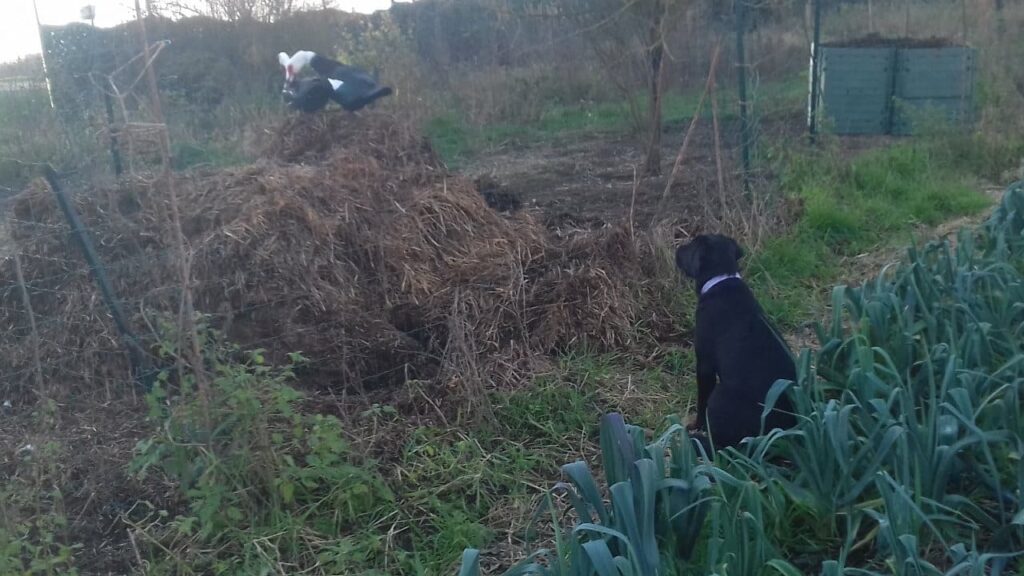 faire une promenade de chiens collectives vers Moret Loing et Orvanne, aux alentours de Fontainebleau, c'est s'entendre avec tous