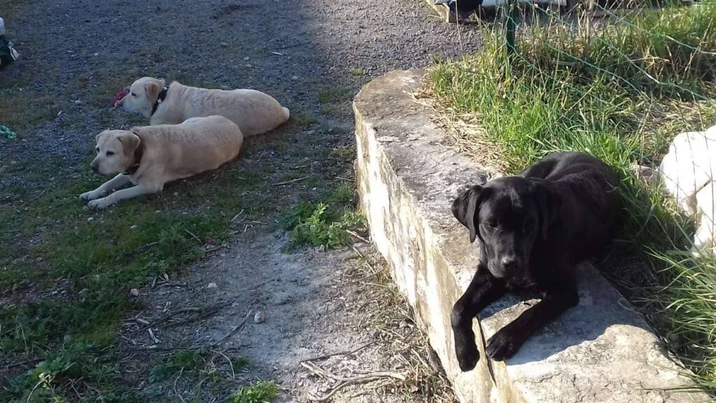 après une promenade de chiens collectives vers Moret Loing et Orvanne, aux alentours de Fontainebleau, c'est repos