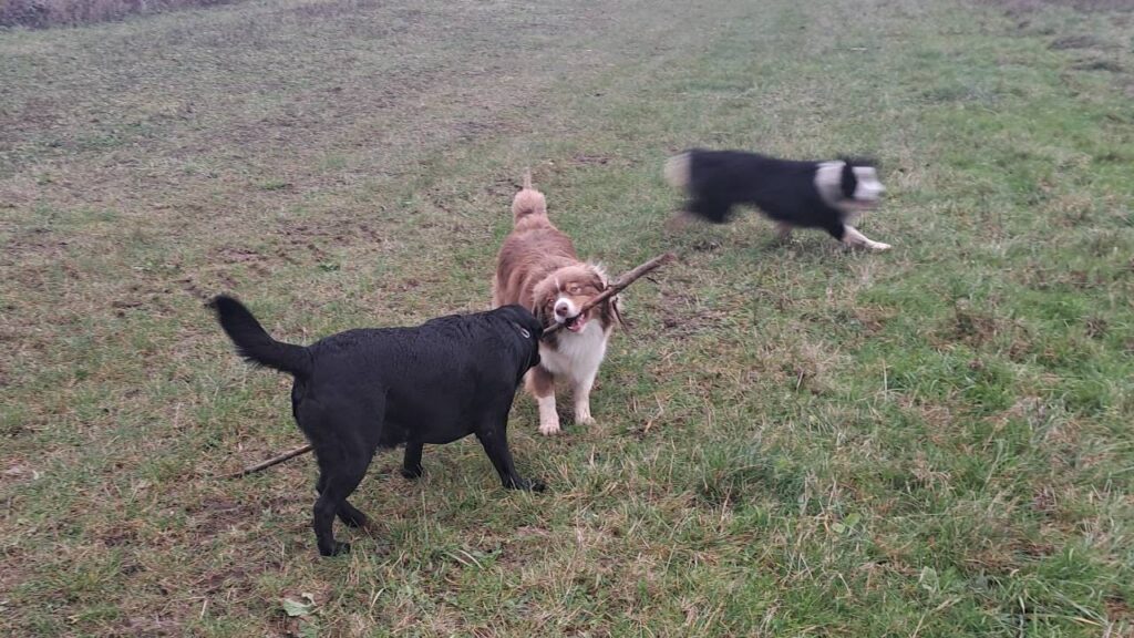 faire promener son chien en groupe, avec d'autre, à Moret Loing et Orvanne, c'est jouer